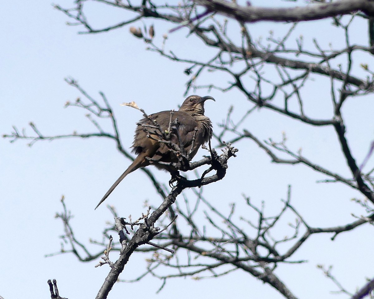 California Thrasher - ML539971611