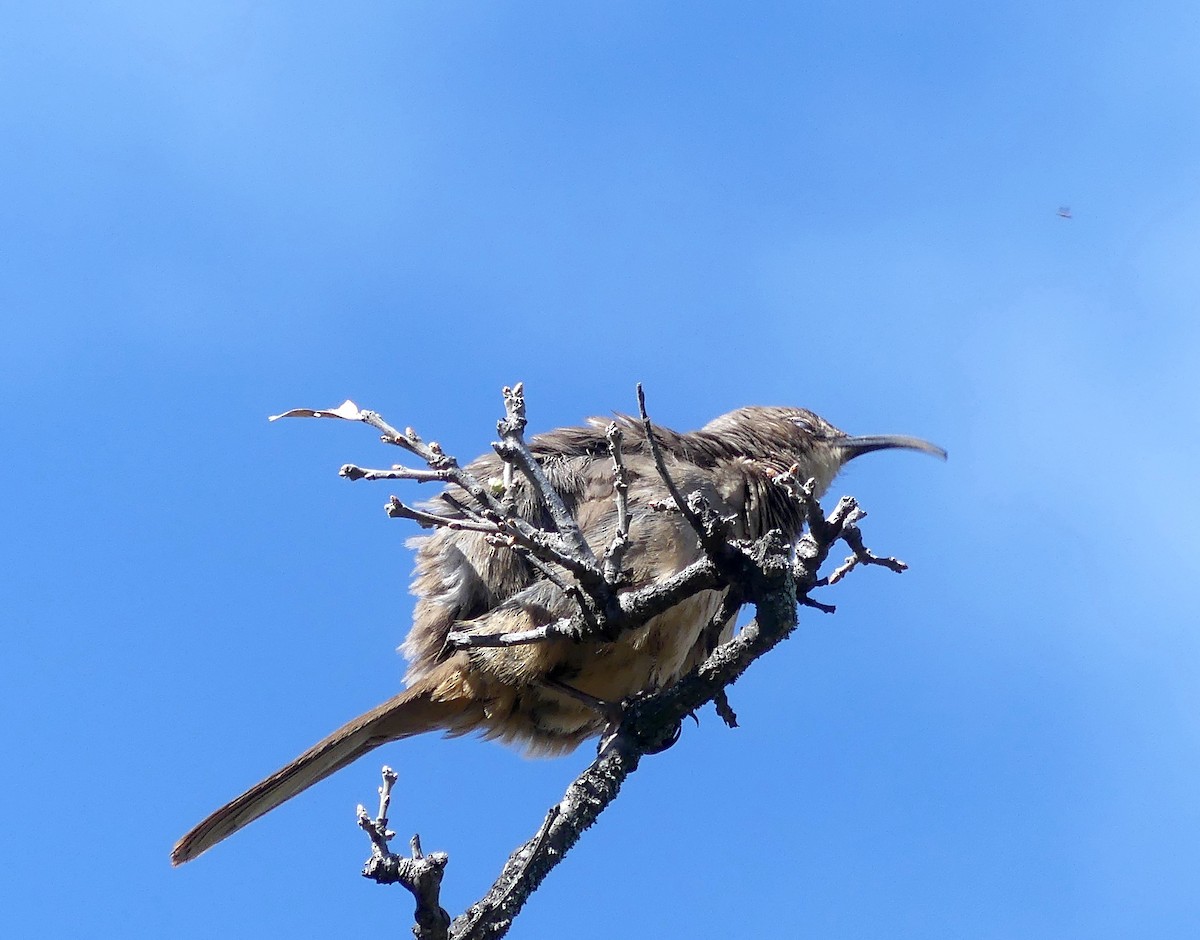 California Thrasher - ML539971621