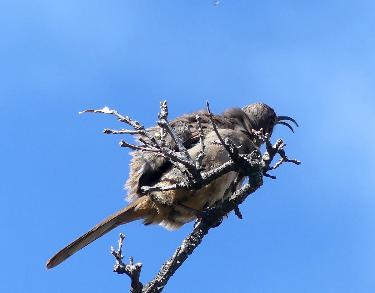 California Thrasher - ML539971631