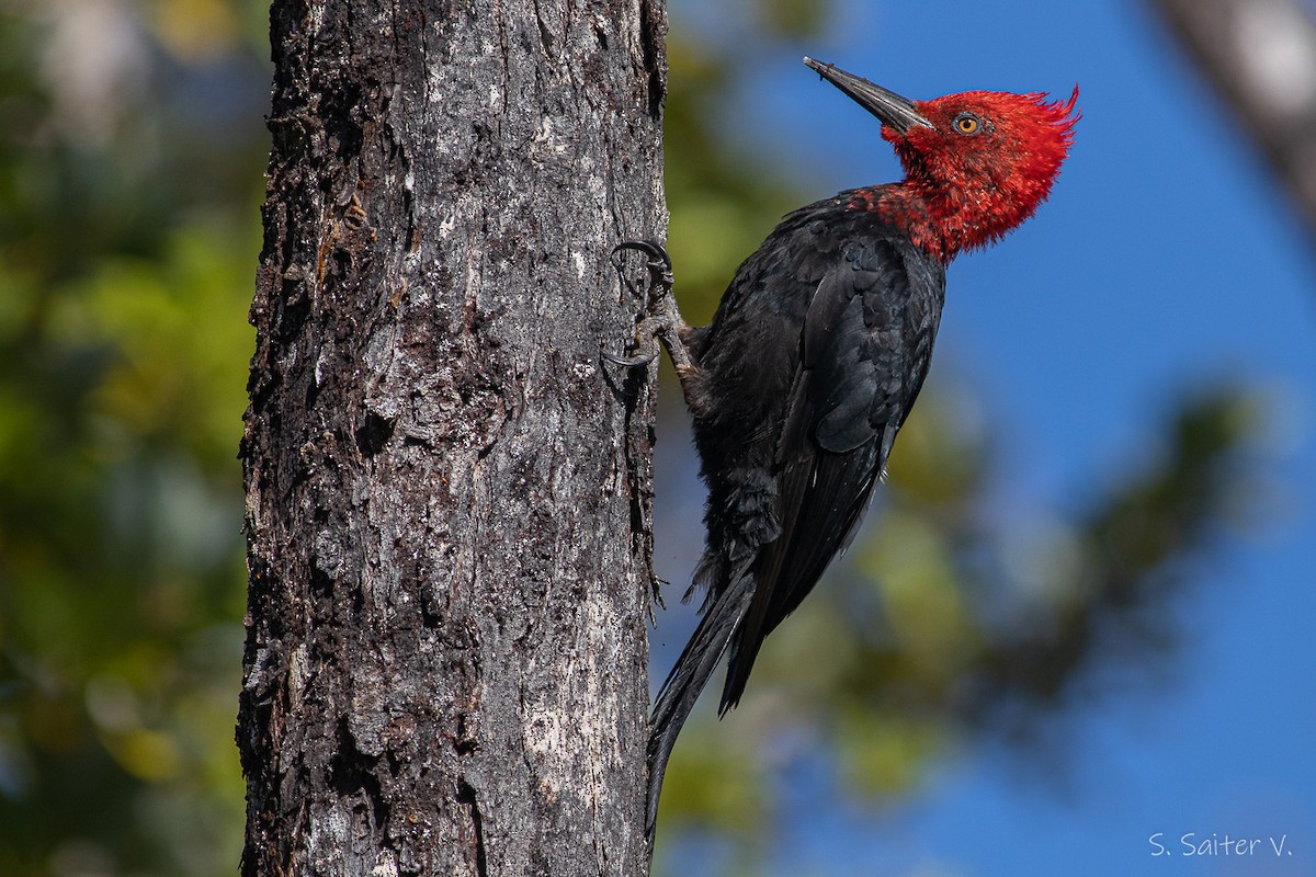 Magellanic Woodpecker - ML539971691