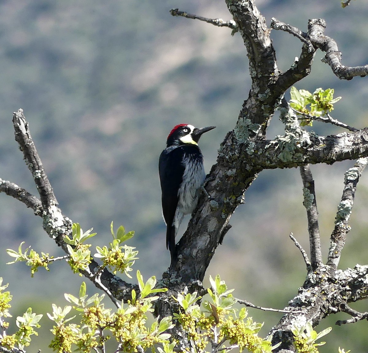 Acorn Woodpecker - ML539971861