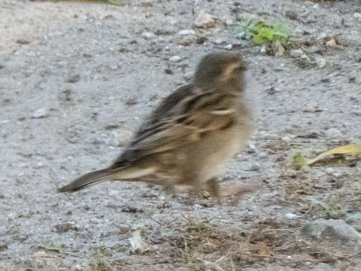 House Sparrow - ML539972061