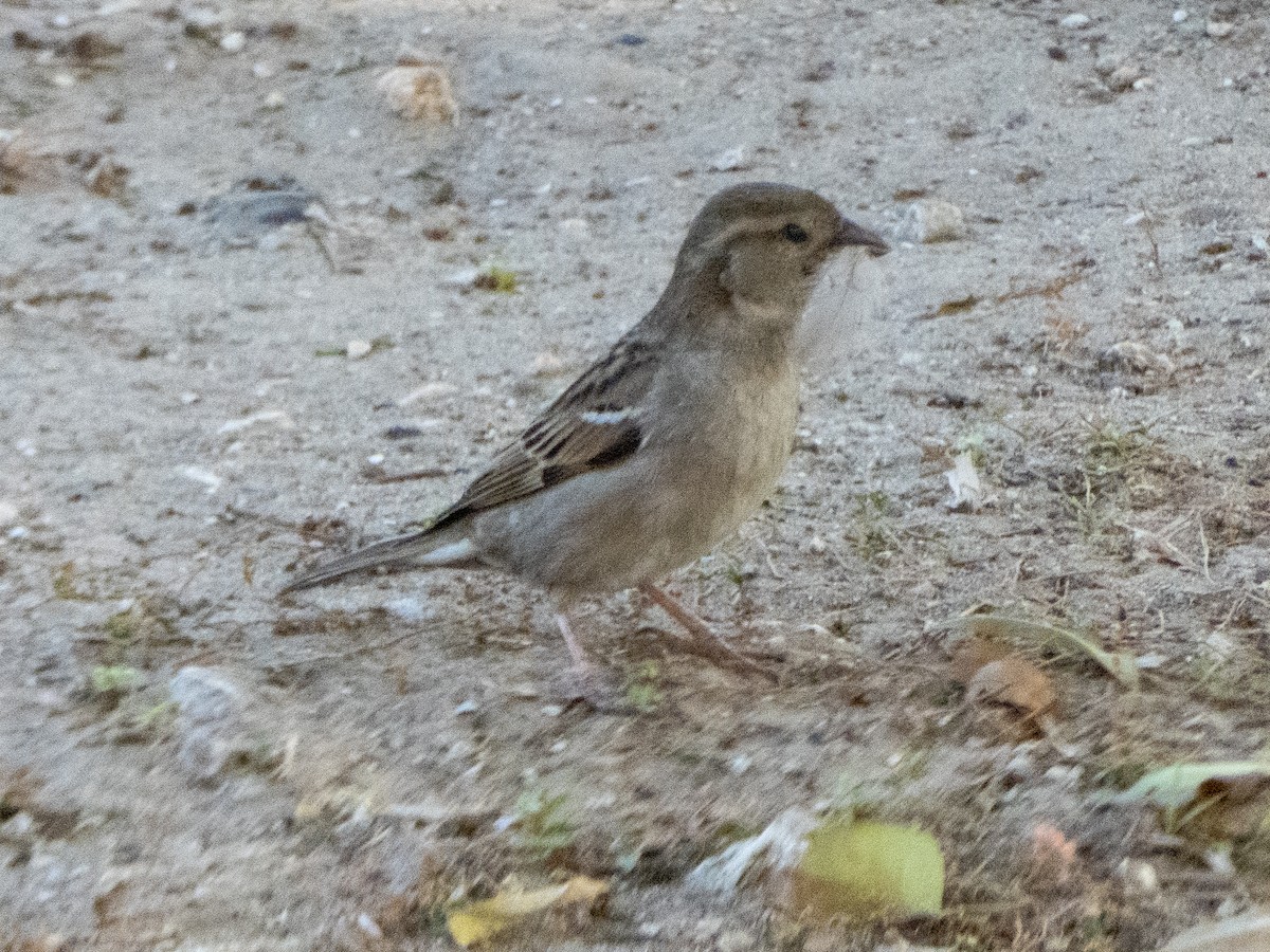 House Sparrow - ML539972081