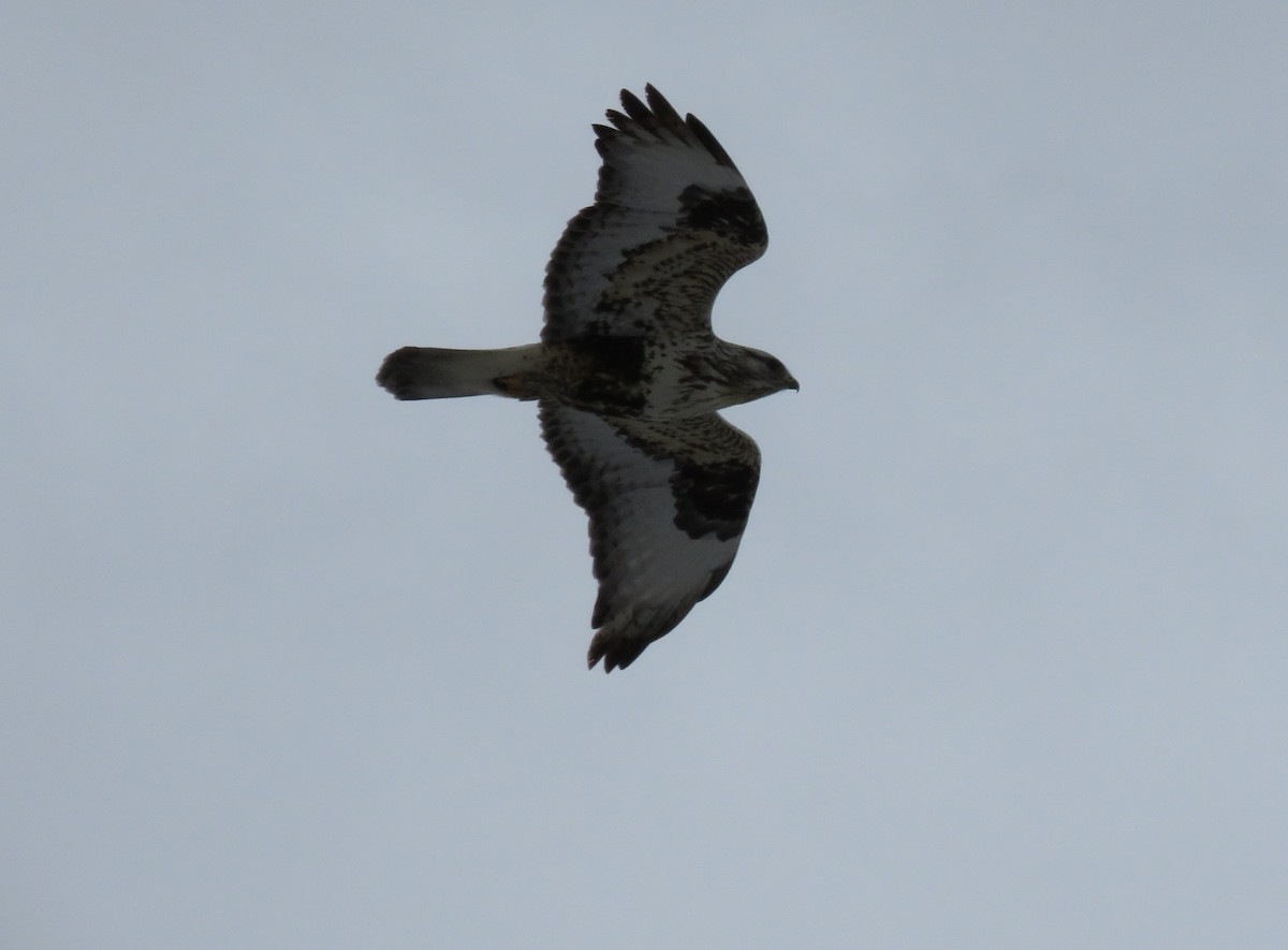 Rough-legged Hawk - ML539972531