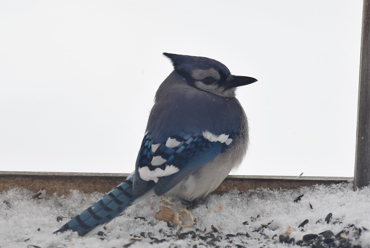 Blue Jay - ML539974831