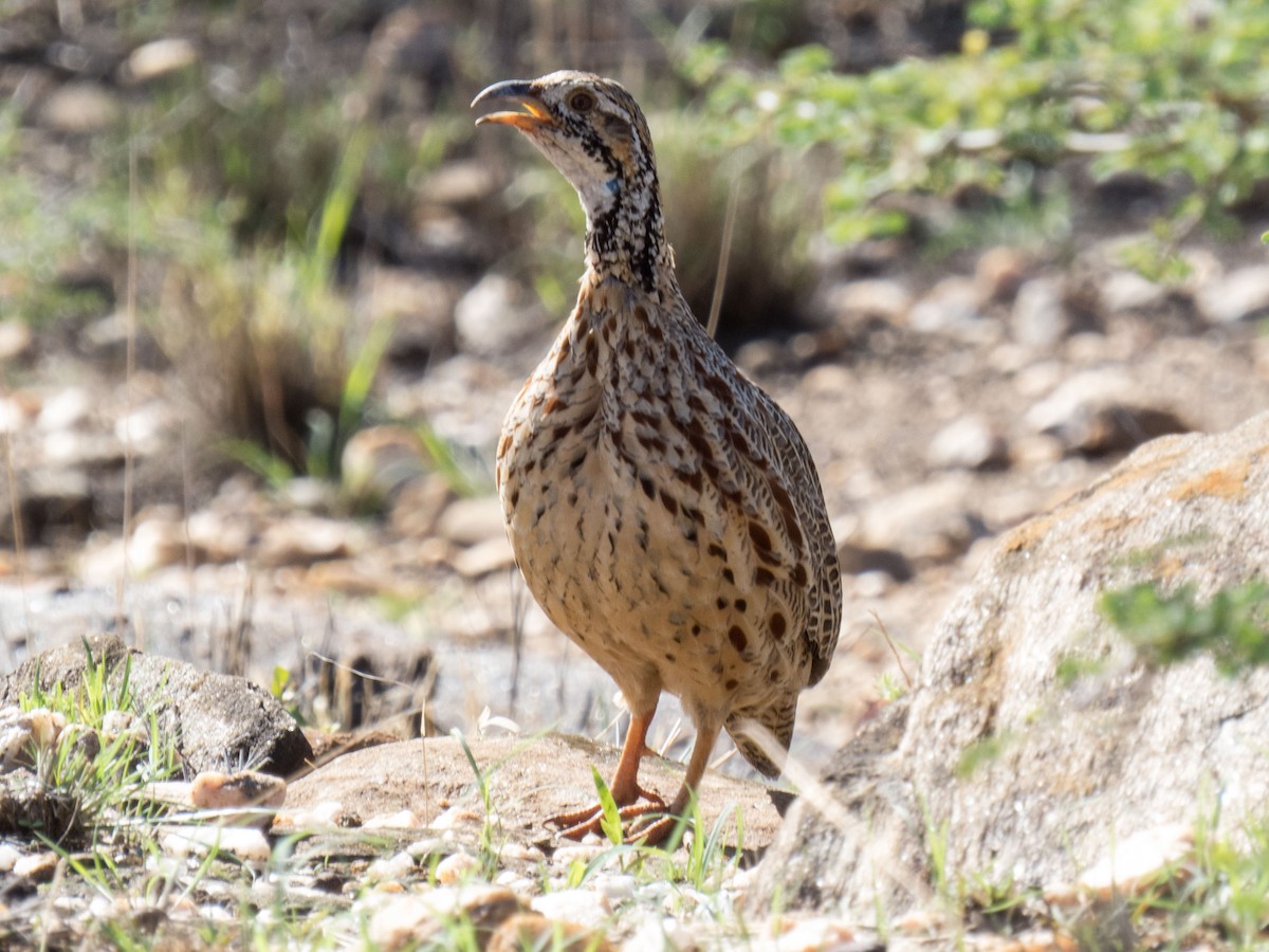 Orange River Francolin - ML53997511