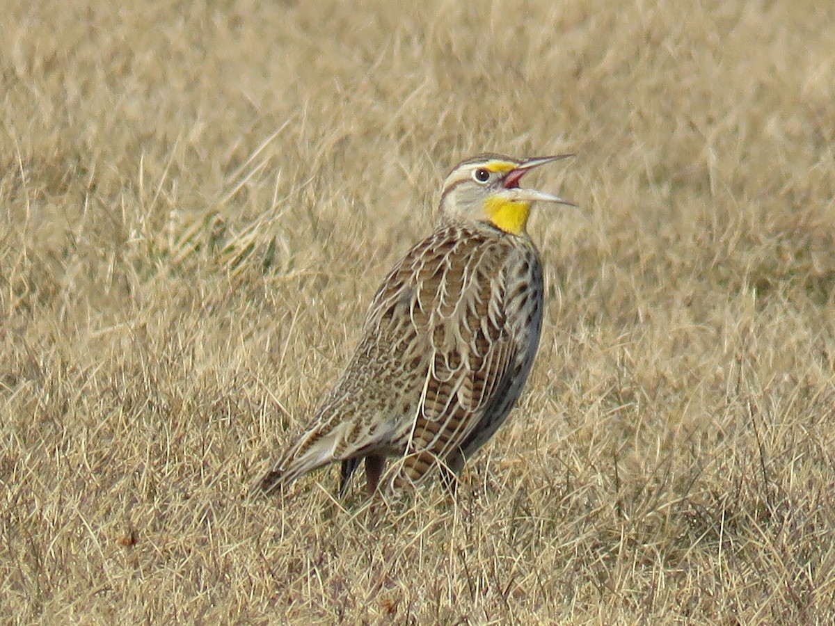 Western Meadowlark - ML539976471