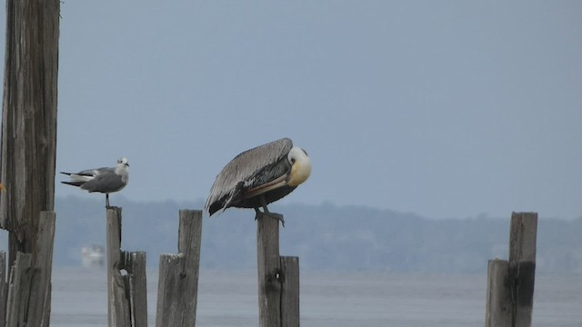 Brown Pelican - ML539977321