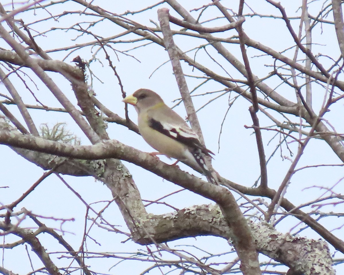 Evening Grosbeak - ML539977621