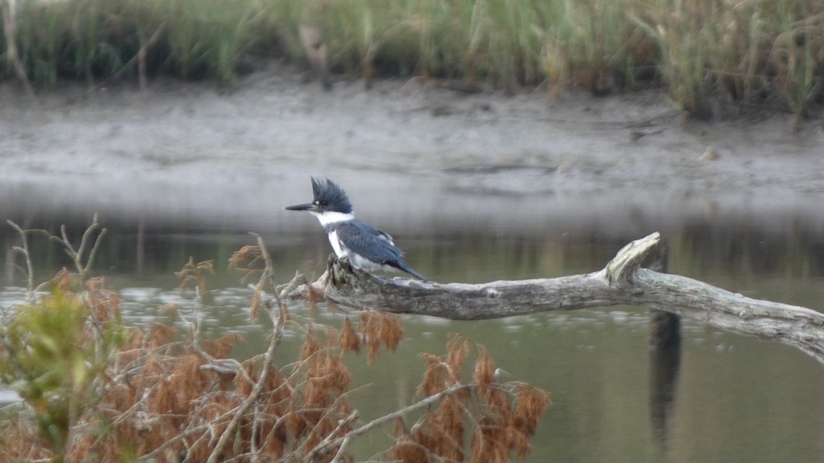 Belted Kingfisher - John Harty