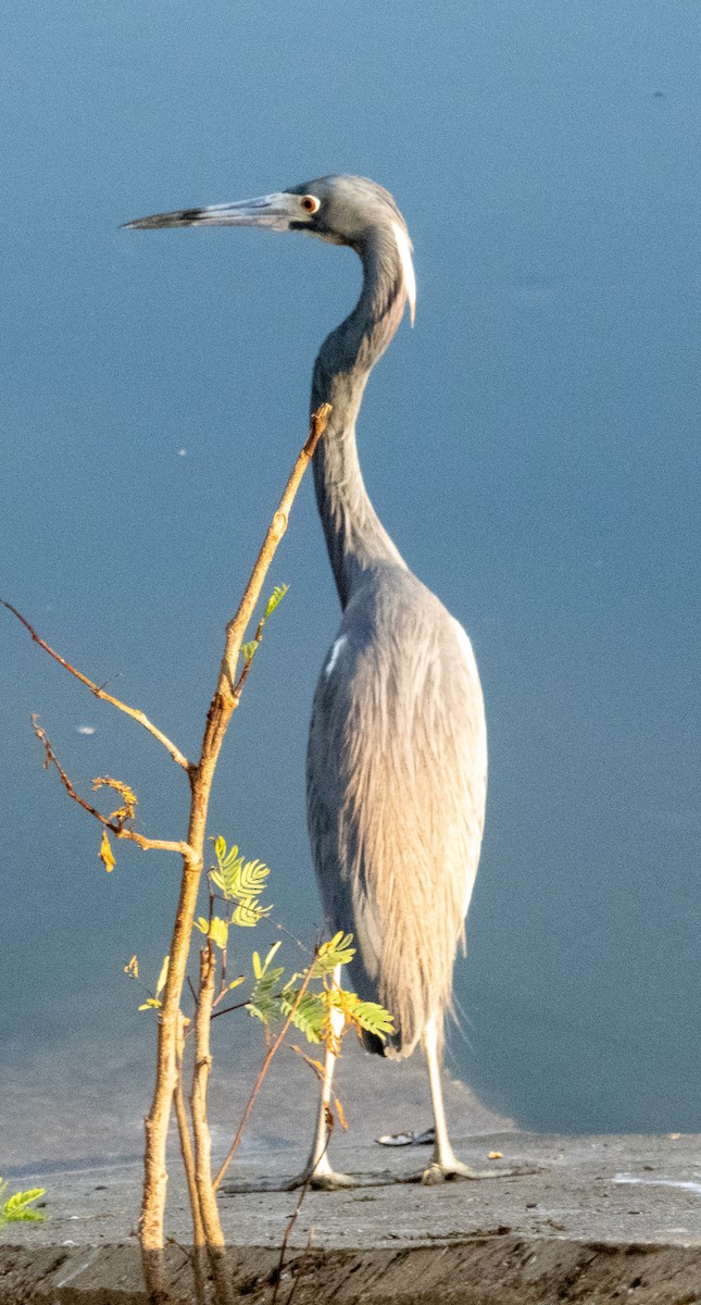 Tricolored Heron - ML539979101