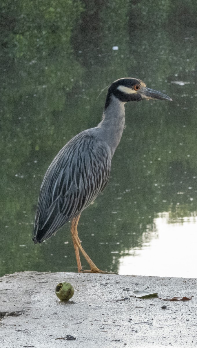 Yellow-crowned Night Heron - ML539979231