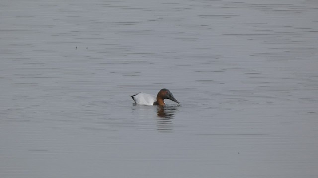 Canvasback - ML539979541