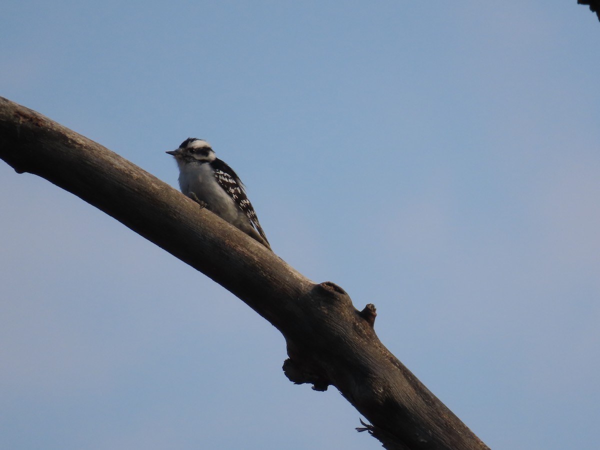 Downy Woodpecker - ML539979551