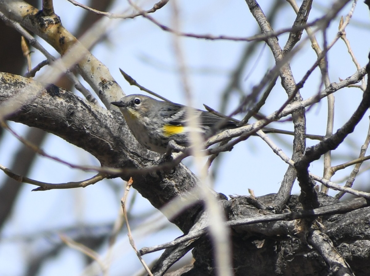 Yellow-rumped Warbler - michelle trotter