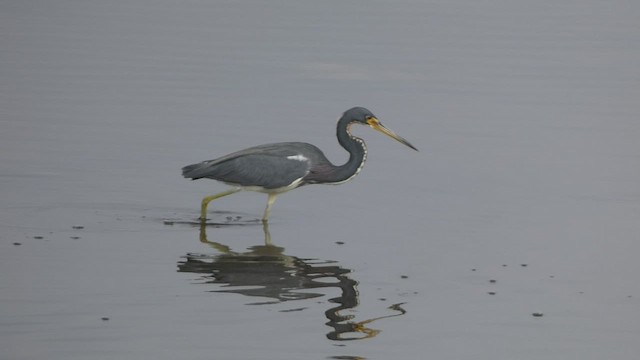 Tricolored Heron - ML539980951