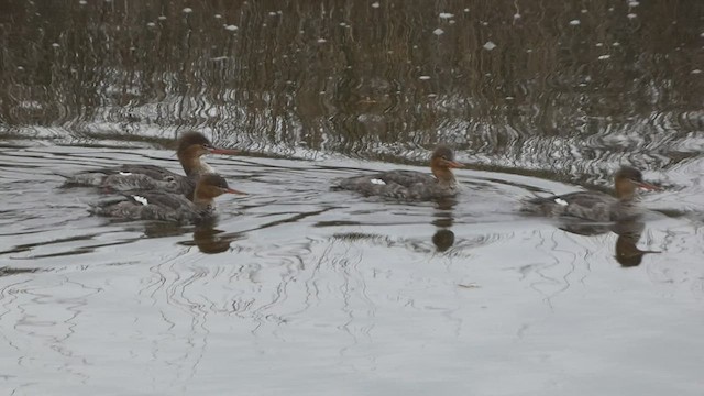 Сэвгэр бохио - ML539982241