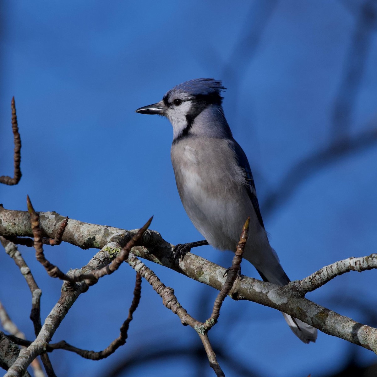Blue Jay - ML539982401