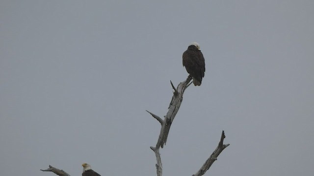 Bald Eagle - ML539982791