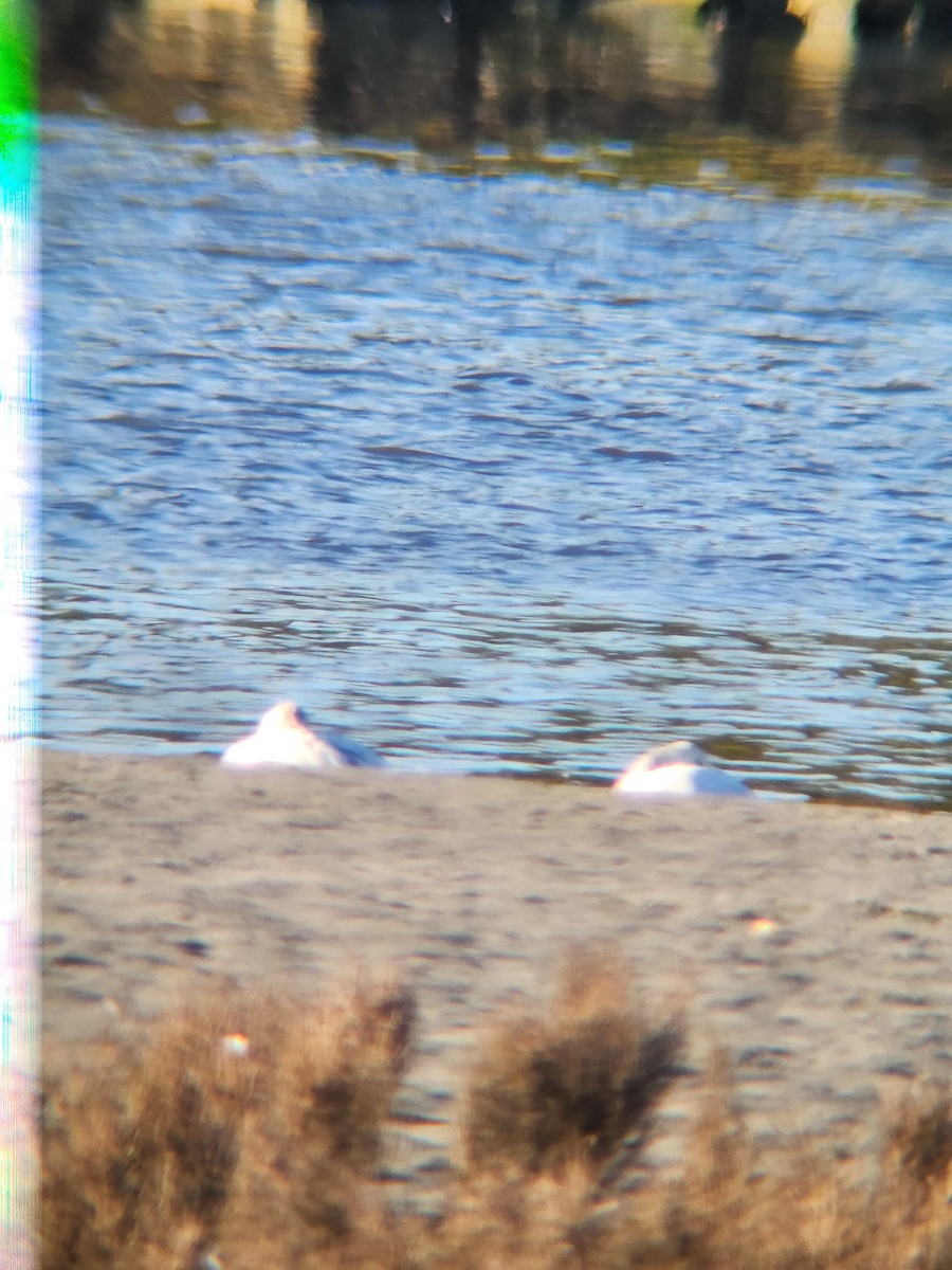 Snow Goose - ML539983191