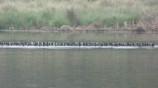 American Coot - ML539983281