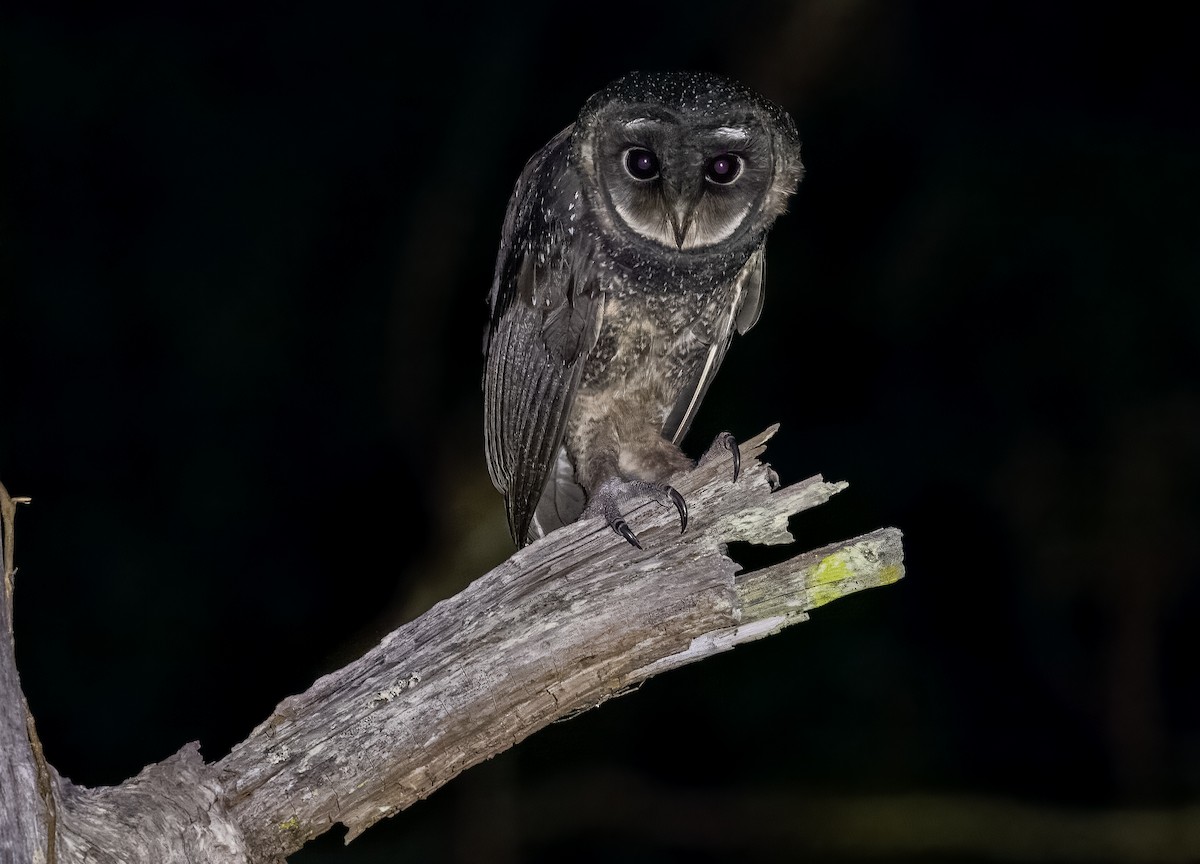 Sooty Owl - ML539983691