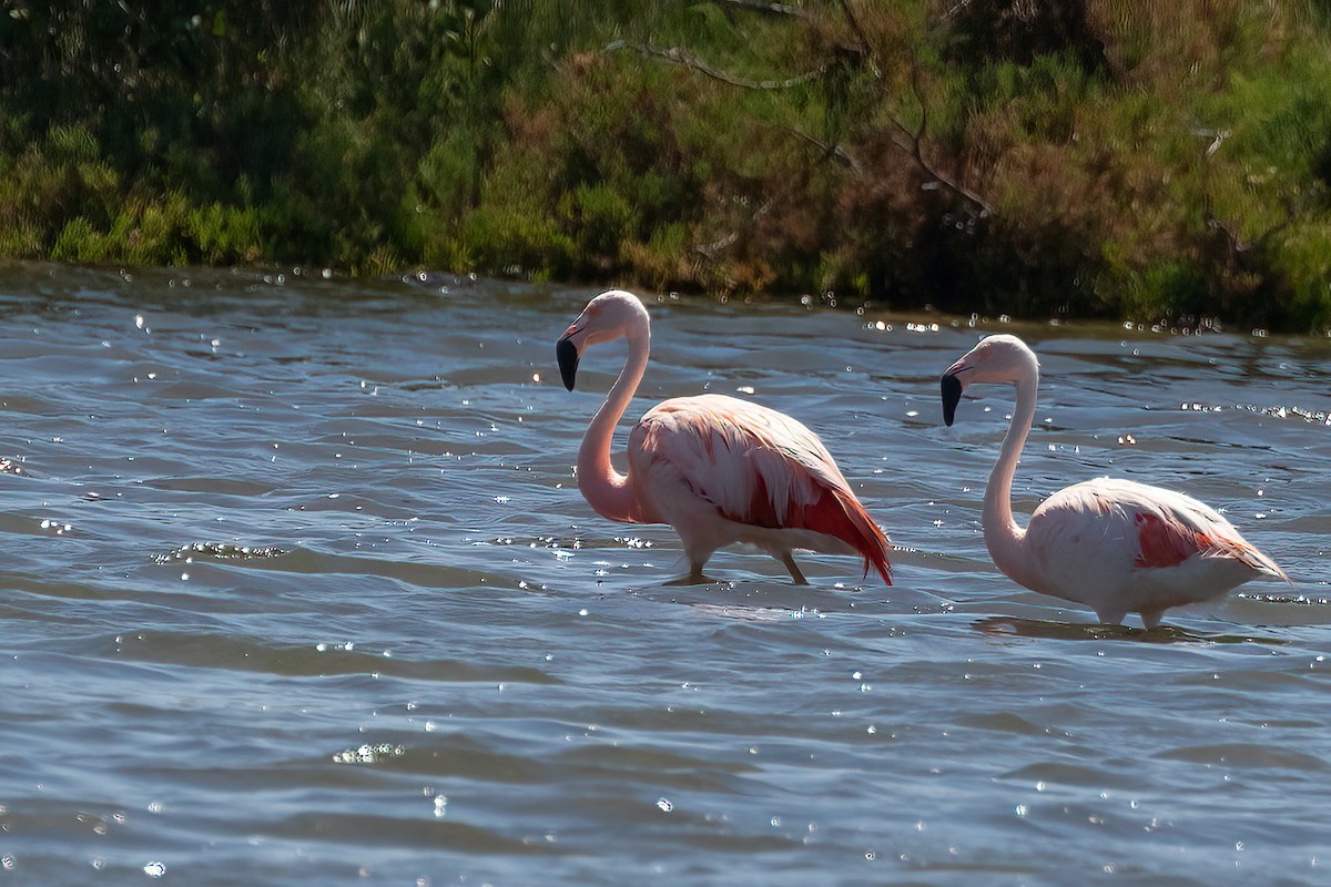 Chilean Flamingo - ML539984361
