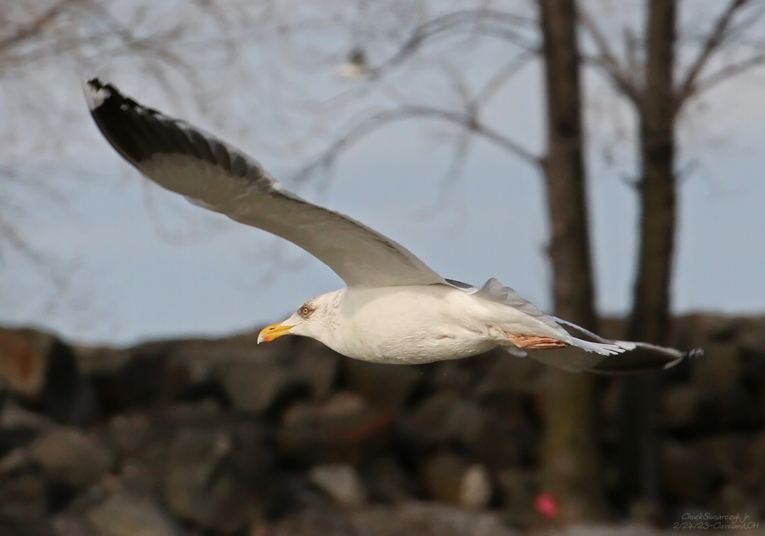 Gaviota de Kamchatka - ML539985991