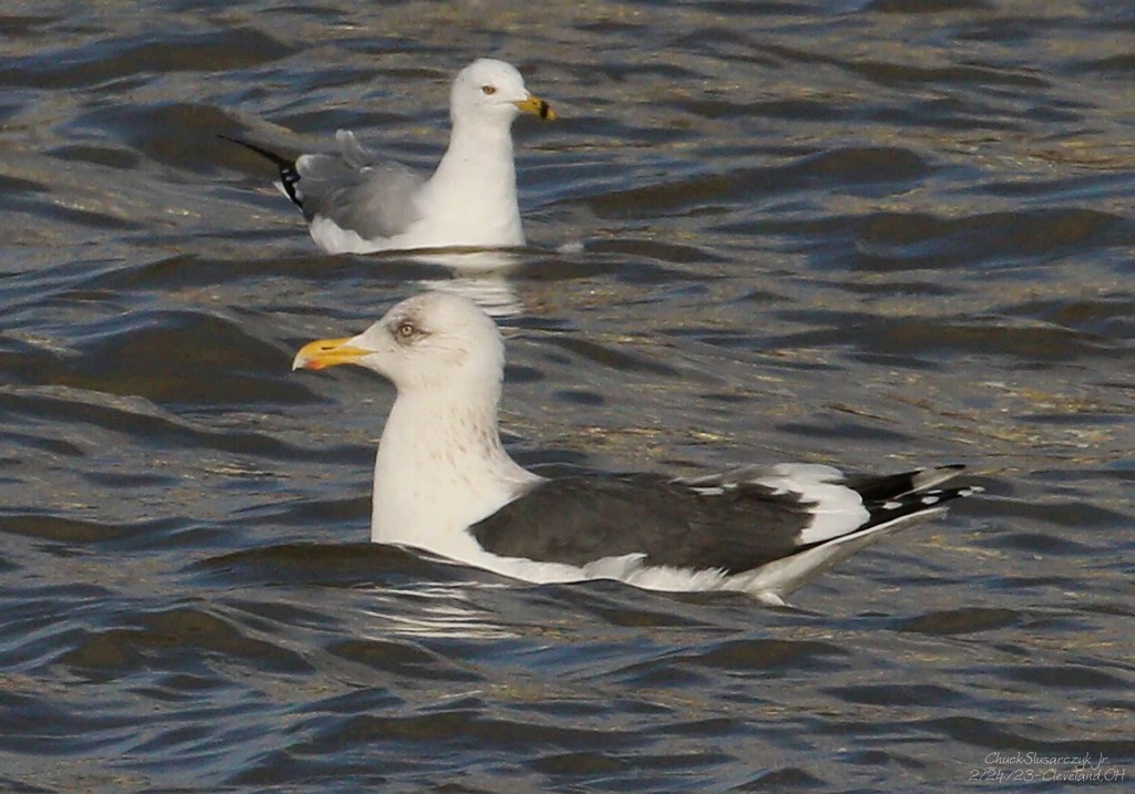 Slaty-backed Gull - ML539986001