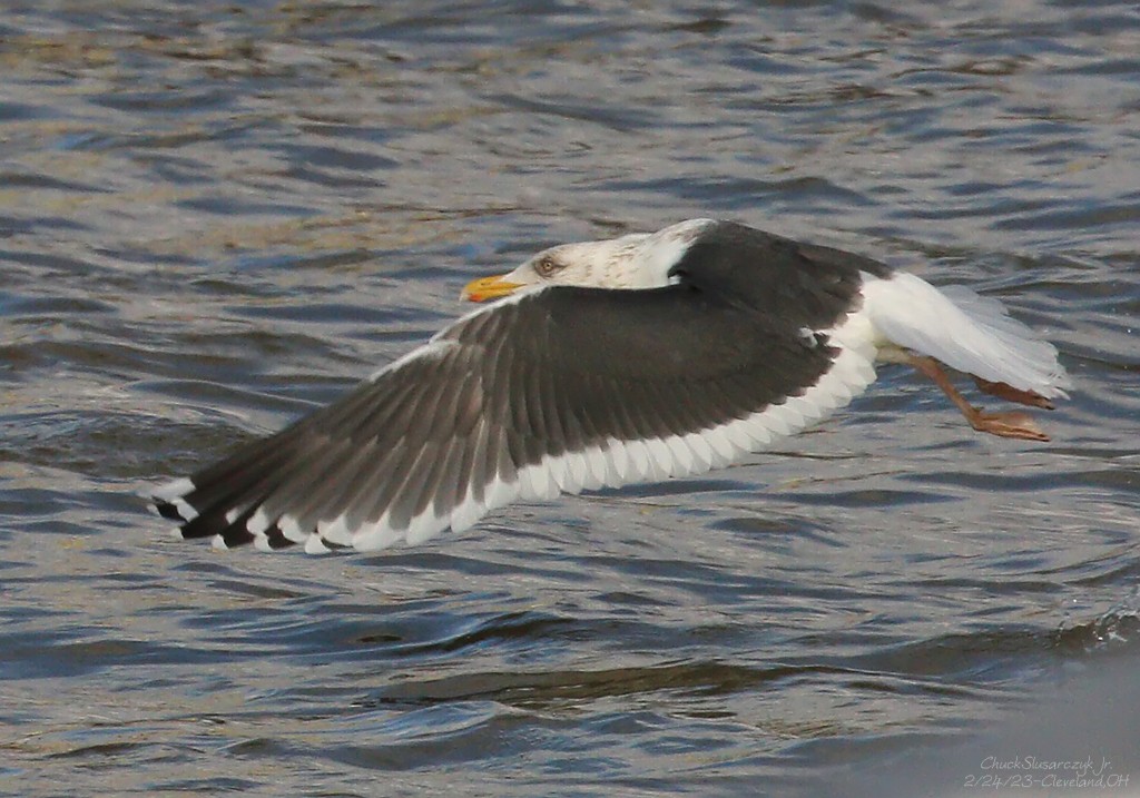 Gaviota de Kamchatka - ML539986011