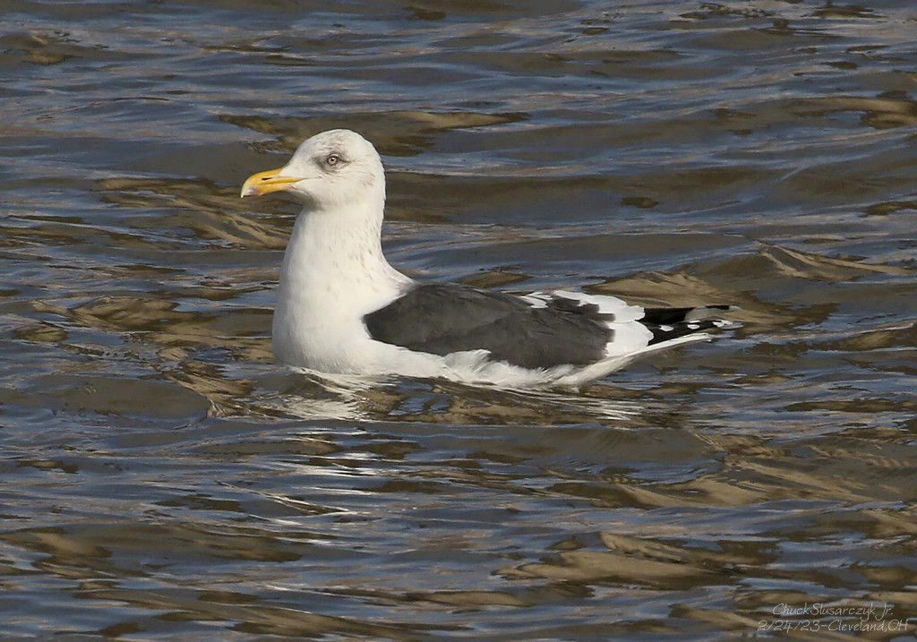 Slaty-backed Gull - ML539986021