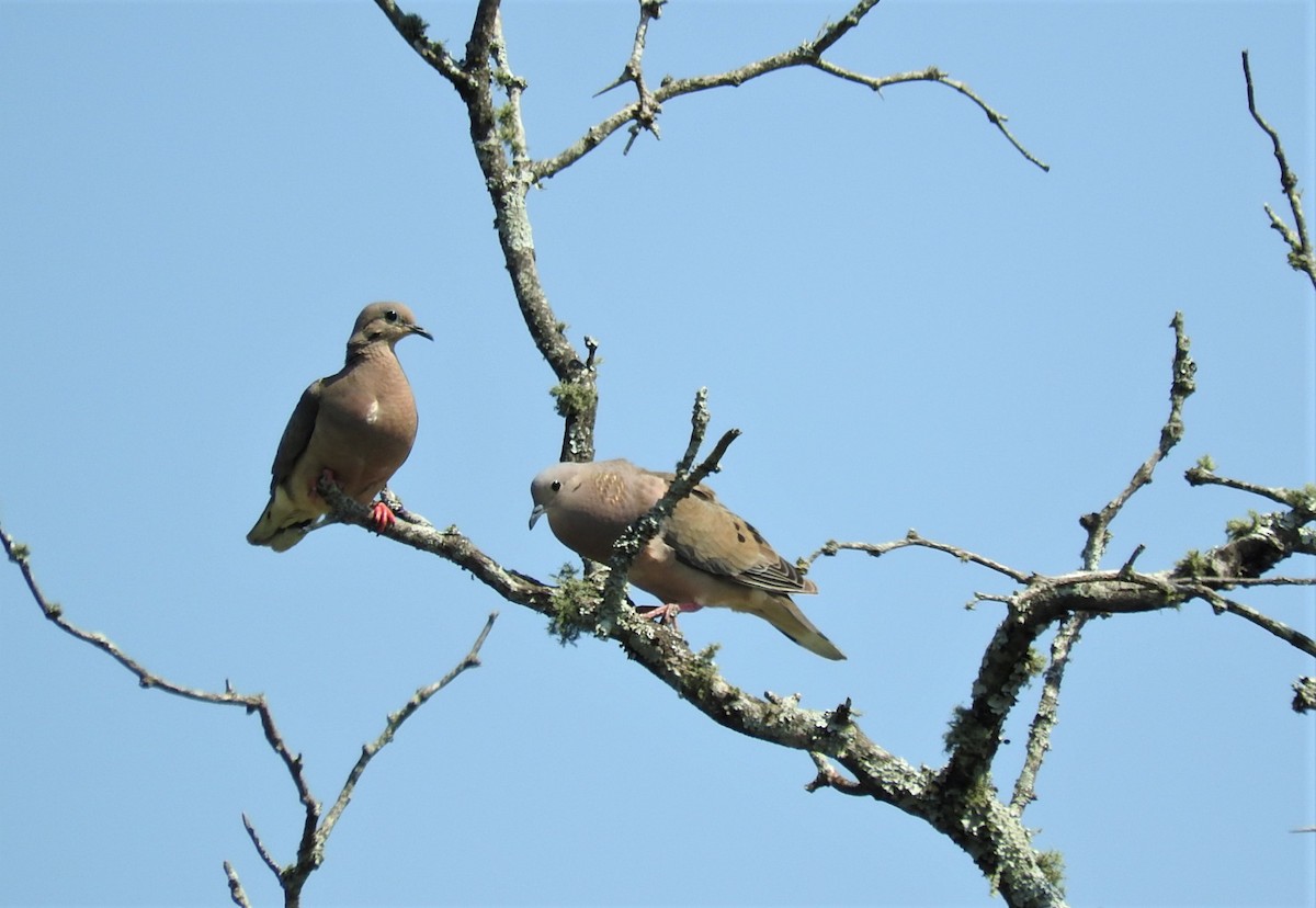 Eared Dove - ML539986311