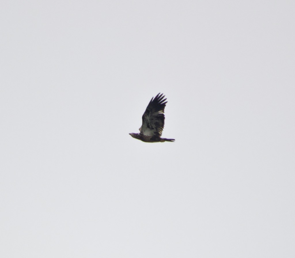Bald Eagle - ML539987001