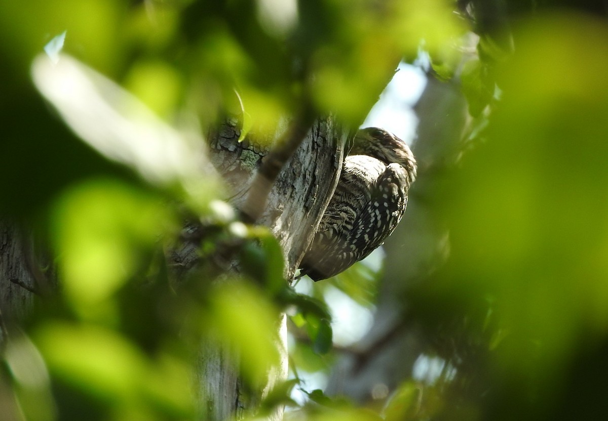 Checkered Woodpecker - ML539987301