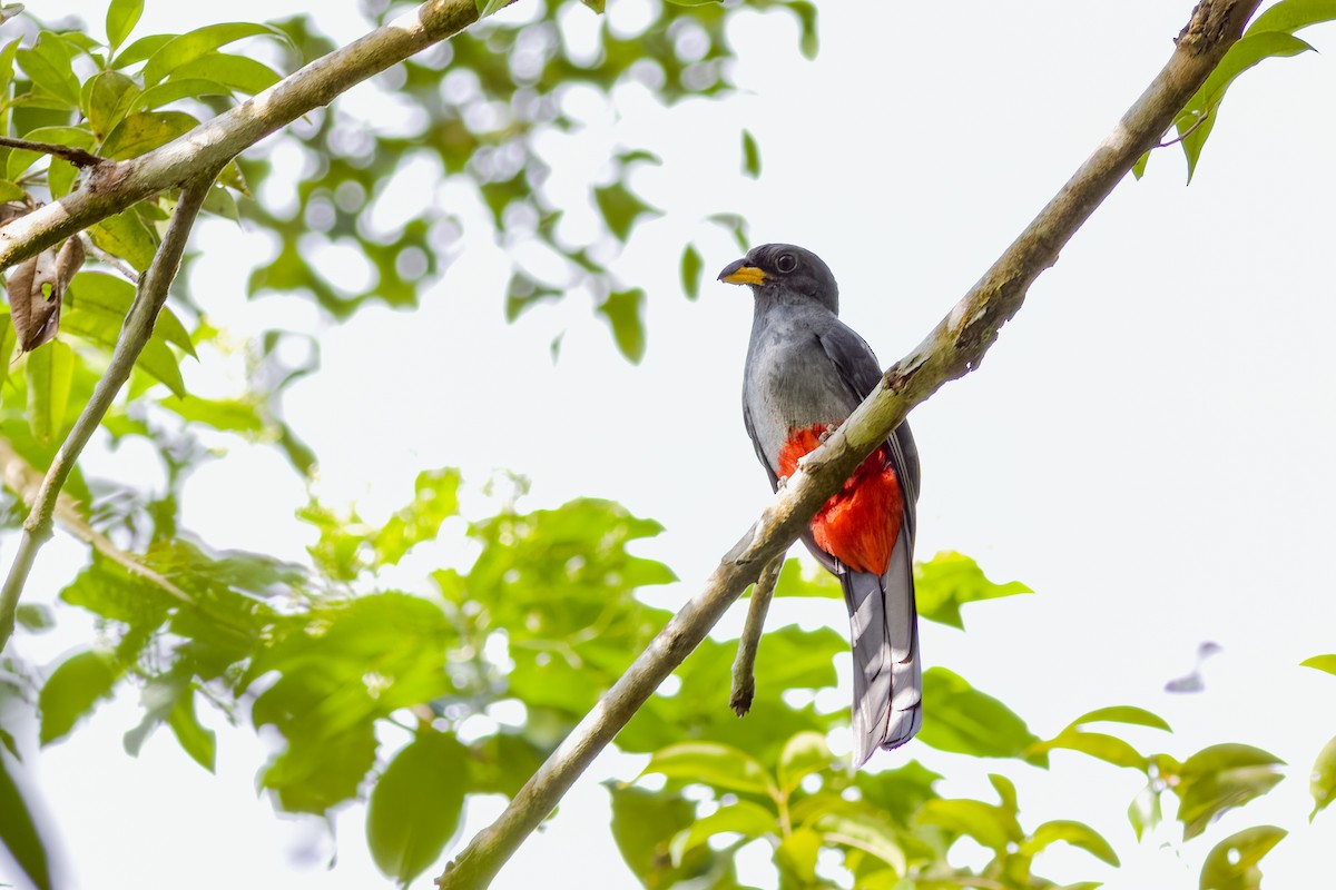 Trogon à queue noire (macroura) - ML539987971