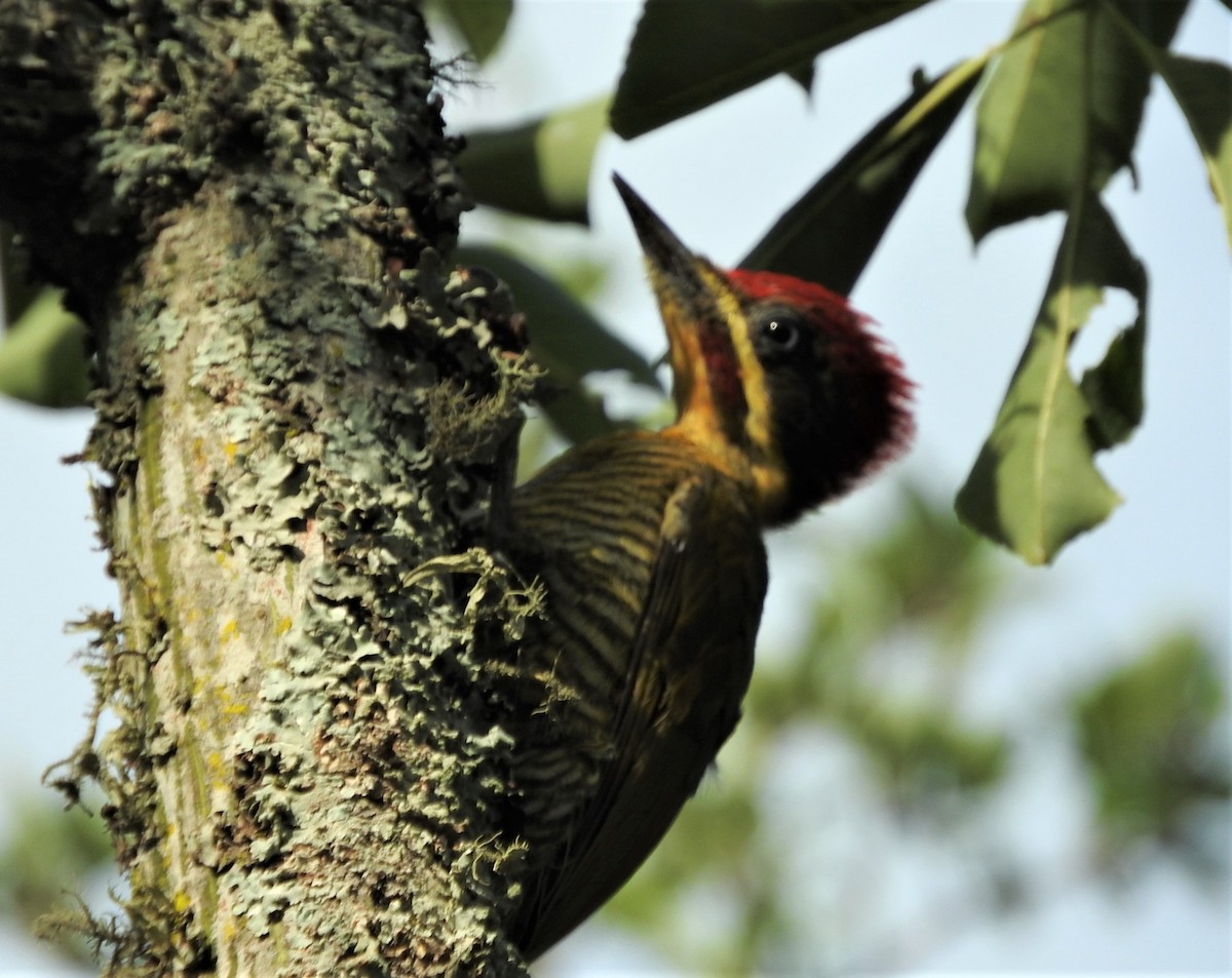 Golden-green Woodpecker - ML539988161