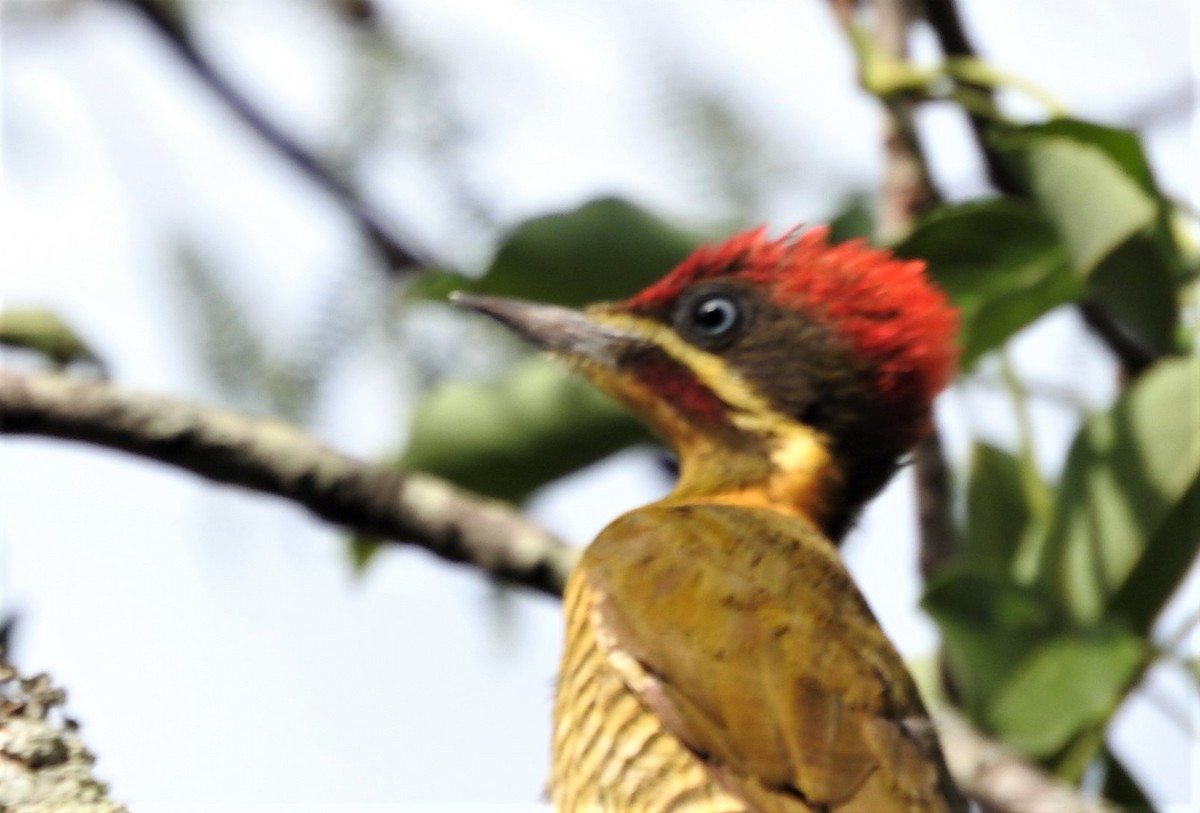 Golden-green Woodpecker - ML539989201