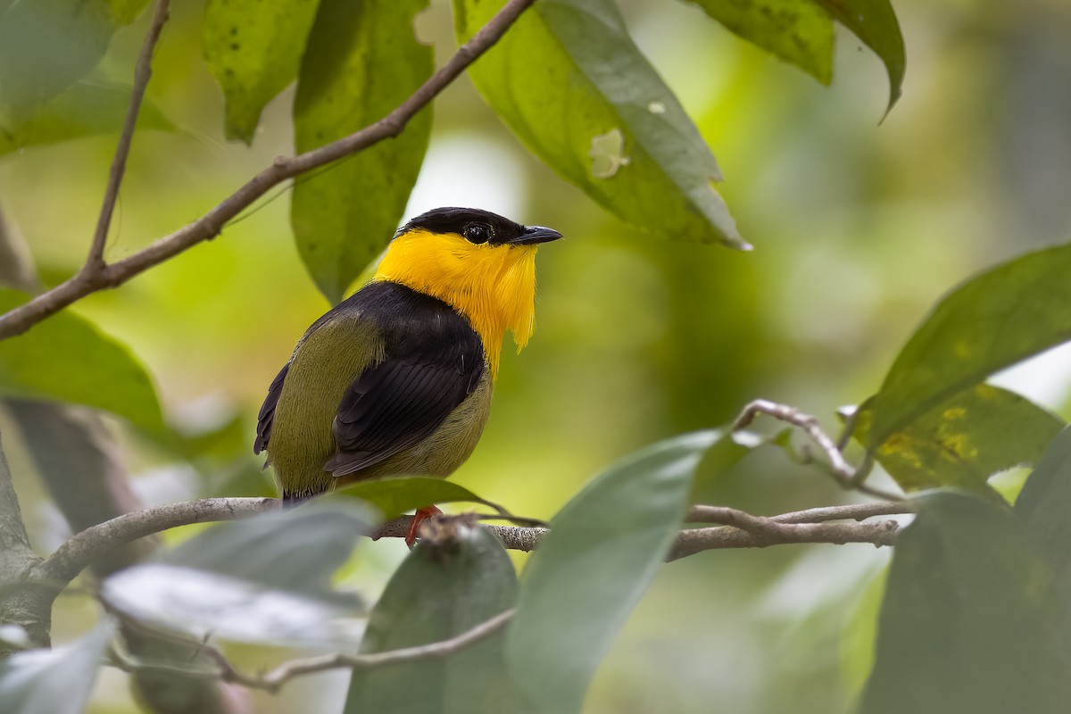 Golden-collared Manakin - Gates Dupont