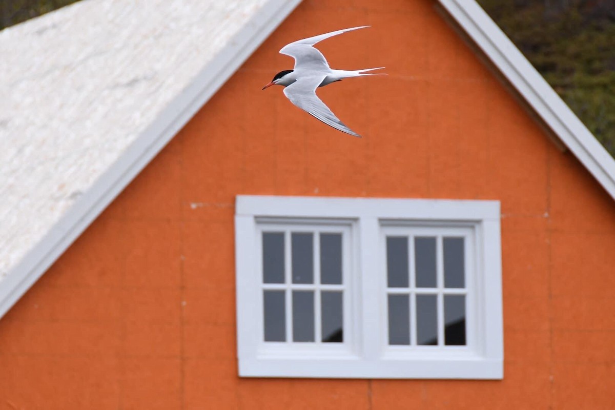 Common Tern - ML539990011