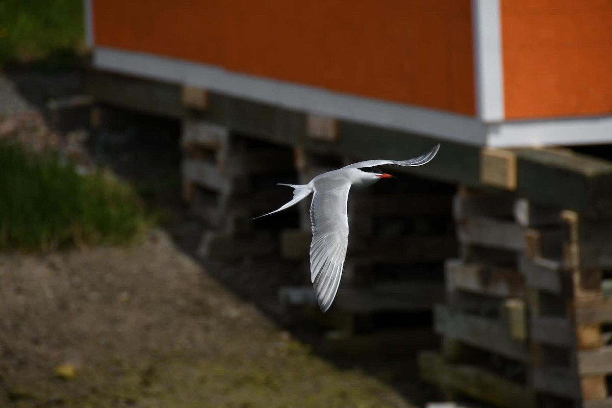 Common Tern - ML539990021