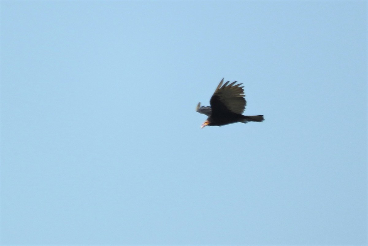 Lesser Yellow-headed Vulture - ML539990151