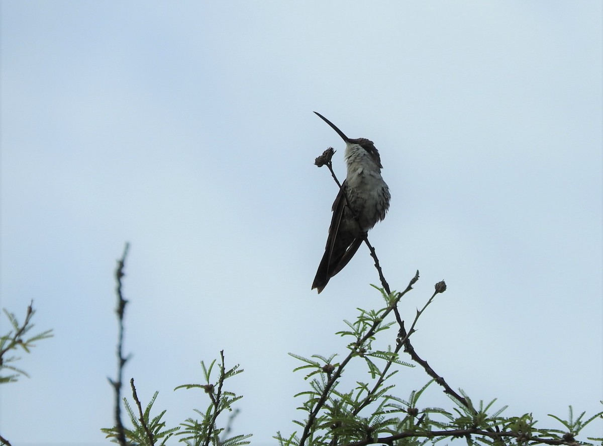 White-bellied Hummingbird - ML539990321