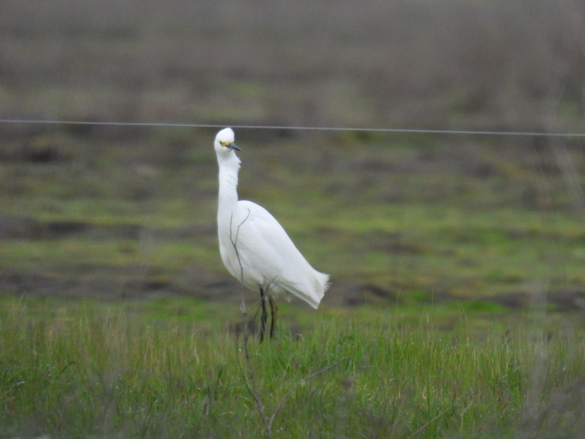 Snowy Egret - Gregory Russo