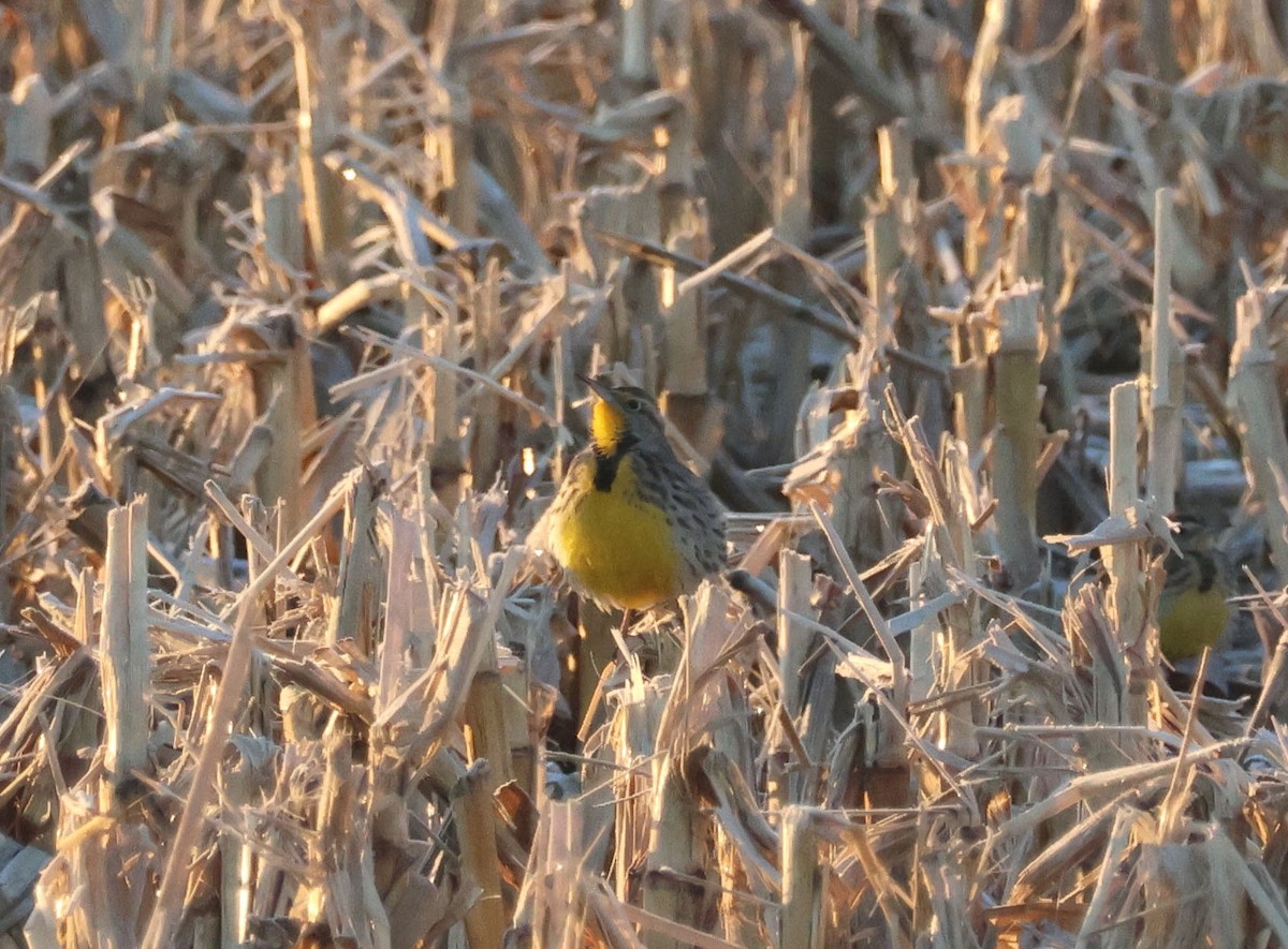 Western Meadowlark - ML539990731