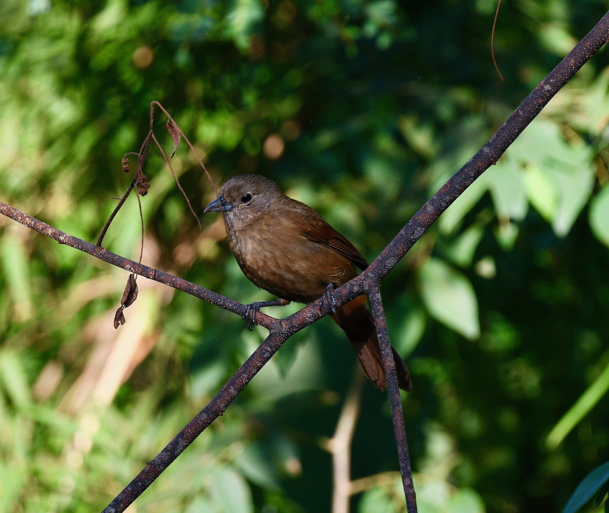 Ruby-crowned Tanager - Win Ahrens