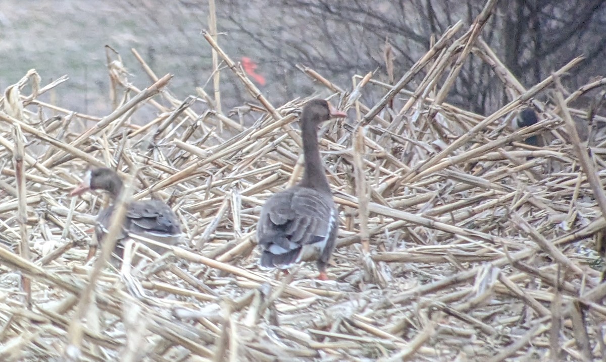 Greater White-fronted Goose - ML539992541