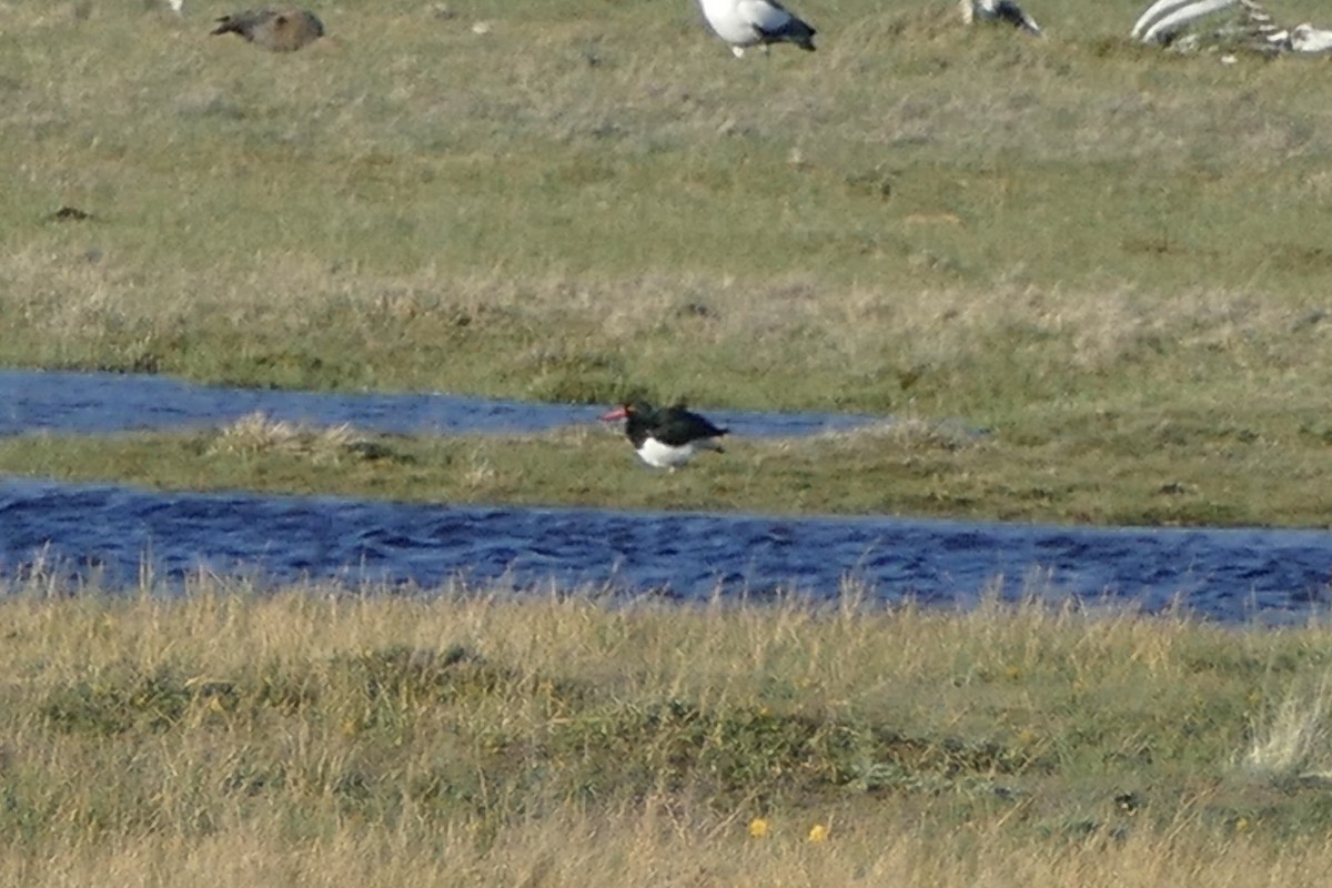 Magellanic Oystercatcher - ML539993281