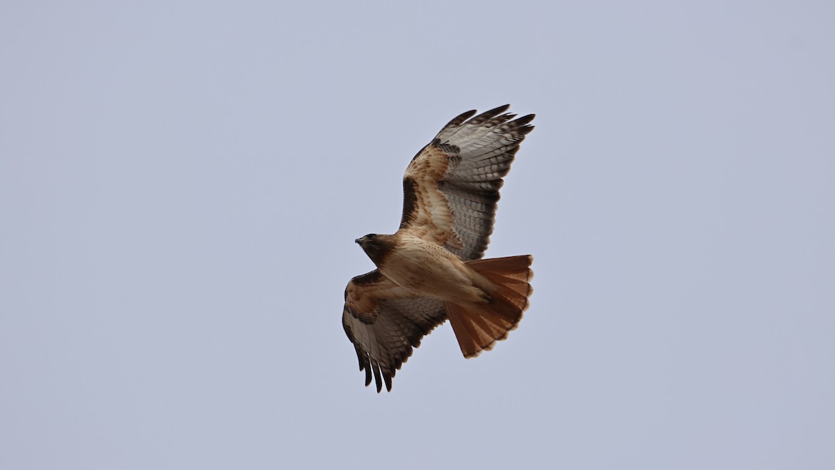 Red-tailed Hawk - ML539995951