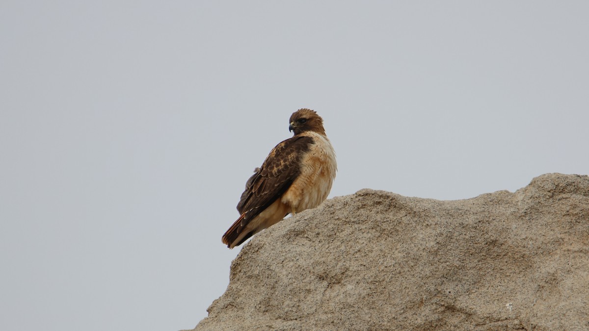 Red-tailed Hawk - ML539995971
