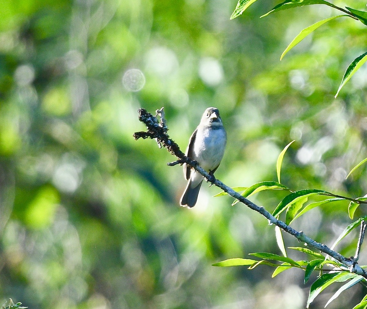 Double-collared Seedeater - Win Ahrens